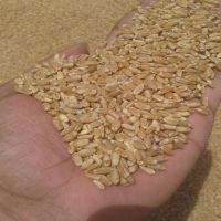 Wheat Grain, Soft , Milling Wheat, Durum Wheat