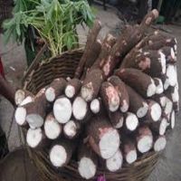 Fresh Frozen Cassava/Manioc Sri Lank Origin