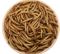 Gold Fish Food, Wholesale Sturgeon Growth Feed Additives Pellet Worms Gold Fish Food For Sale