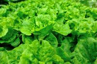 Fresh Head Garden Lettuce for sale