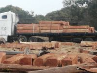 Sell Rosewood Timber