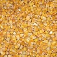 50kg Whole Maize