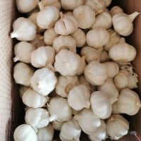 Fresh Garlic and sell available