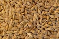 Quality And Sell Wheat Barley Grain