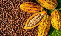 sack of cocoa beans for sale on market