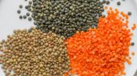 LENTILS RED GREEN YELLOW