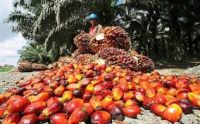 Crude Palm Oil for sale