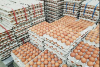 Fresh Brown Chickens Eggs