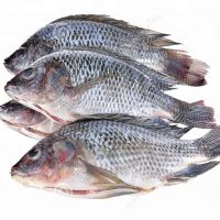 tilapia on sale this week