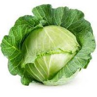 fresh cabbage for sale with price