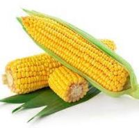 yellow maize for sale pietermaritzburg