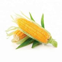yellow maize for sale eastern cape