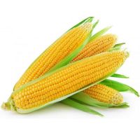 yellow maize for sale in south africa
