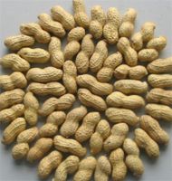 roasted peanut in shell