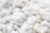 RAW COTTON