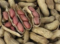 Good quality peanuts 100% Natural peanut Peanut without shell