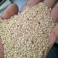 HACCP Certification sesame Hulled sesame white seeds