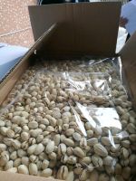 new product 500gram roasted pistachio nut salted in shell pistachio nuts