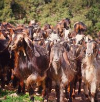 Rare Specie Damascus Goats on Display and Sale, Adults & Babies