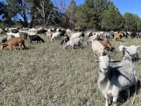 Live & Healthy American/African Pygmy Goats, Cattle Rearers