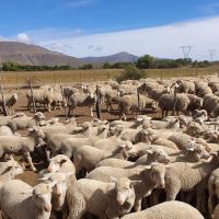 Fully grown and baby Angora/Ankara goats, Sheep and Cattle Home