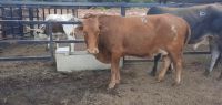 Pregnant Holstein buffalo  Heifers Ayshire, Brown Swiss, Angus