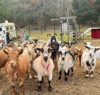 Healthy Nigerian Dwarf Goats Both Adults and Babies, Cattle Home