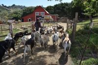 American Lamancha Goats, & High Quality Protein Milk in Stock