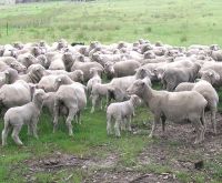 Healthy Merino Sheep & Lamp Cattle Home