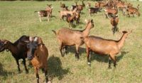 Alpine Goats Available