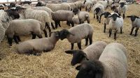 Healthy Live Suffolk sheep and Lamb, and other Livestock