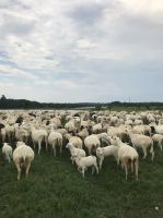 Ready Katahdin sheep and Lamb in stock in the fields