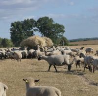 Hampshire meat producer sheep & lamb, Feed and other cattle