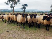 Healthy Male or Female Dorper Sheep & Lamb, Cattle Home