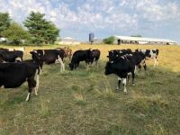 Crossbred Cows - Holstein - Jersey Available Now
