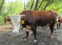 Purebred Bulls Cattle Hereford Available