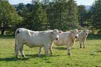 Charolais Fattening Beef Bulls Simmental beef cattle Pregnant Holstein Heifers Cattle