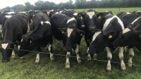 Pregnant Holstein Heifers Cattle, Aberdeen Angus, Hereford, Simmental beef cattle