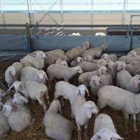 assaf Dorper Herdwick Shetland Romney Corriedale sheep for sale