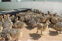 Ostrich eggs, fertile ostrich eggs, Ostrich Chicks. Live Ostrich Birds, Ostrich Eggs, Fertile Eggs, Day Old Chicks, Chicken Table Eggs, Chicken Fertile Eggs, Frozen Chicken