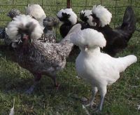 Cornish Cross Jersey Giant Bresse Orpington Freedom Rangers Leghorn Egyptian Fayoumi Turken (Naked Neck)  Buckeye, Chantecler Brahma  Cochin  New Hampshire Red  Old English Game Orpington Rhode Island Red Wyandotte