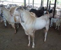 Top quality Live Sheep, Goats and Cattle ( Steer, Cows & Calf) horse pigs mare