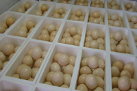 Fertile Ostrich Eggs/Quail Eggs/Emu eggs For Sale on Wholesale & Retail