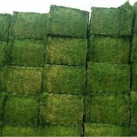 Alfalfa Hay animal feed, dry grass For sale, Lucerne hay pellet cube factory price