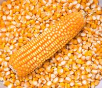 WHITE AND YELLOW CORN, BUCKWHEAT, SOYBEAN MEAL, OATS