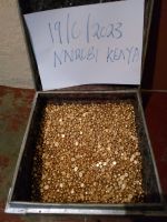 GOLD NUGGETS AVAILABLE