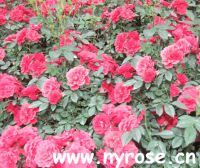 Multi-flower Chinese rose