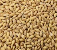 QUALITY BARLEY WITH DISCOUNT PRICE