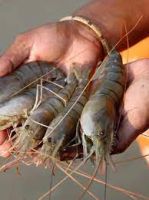 Fresh and Quality Shrimps with discount price