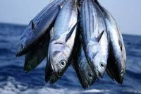 Healthy and quality Tuna for sale